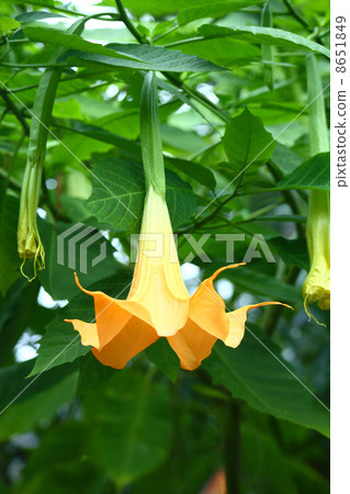 Orange Angel Trumpet 8651849