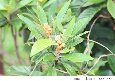 Loquat tree 8651868