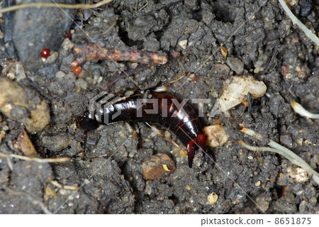 留著鬍鬚的白鬍子 8651875