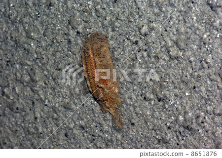 Mantis clam Mantis clam 8651876