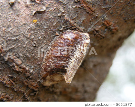 白尾螳螂 8651877