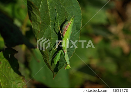 白尾螳螂 8651878