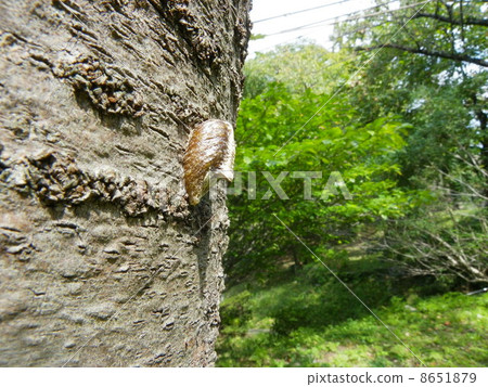 白尾螳螂 8651879