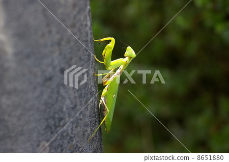 白尾螳螂 8651880