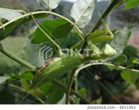 白尾螳螂 8651882