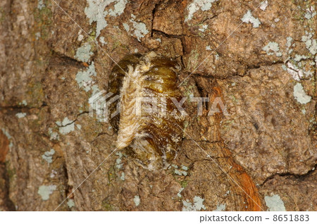 白尾螳螂 8651883