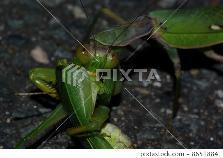 白尾螳螂 8651884