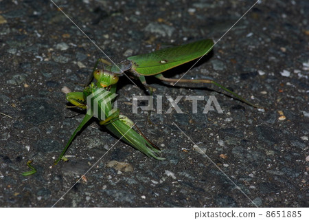 白尾螳螂 8651885