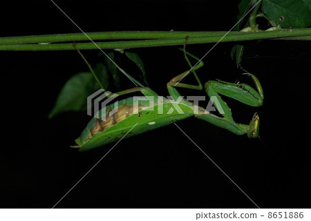 白尾螳螂 8651886