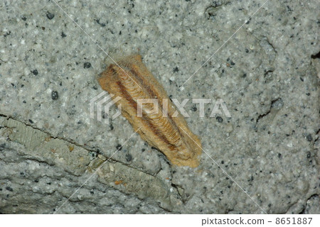 螳螂蛤蜊 8651887