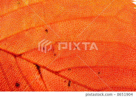 秋葉特寫鏡頭櫻桃葉子看見與被傳輸的光 8651904