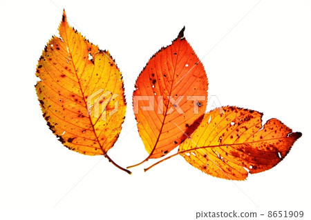 Close-up of autumn leaves cherry leaves seen with transmitted light 8651909