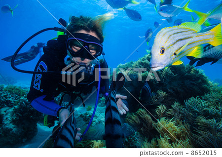 西班牙國旗鯛魚和女性潛水員 西班牙國旗鯛魚和女性潛水員 8652015