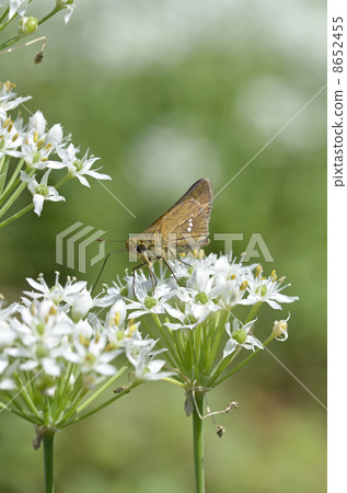 Nira flowers and Ichimon dyseri 8652455