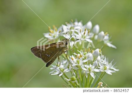 Nira鮮花和Ichimon dyseri 8652457