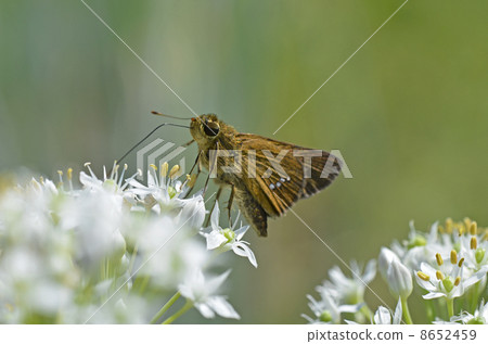 Nira鮮花和Ichimon dyseri 8652459