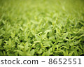 Grass Background 8652551