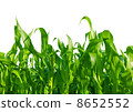 Corn Field 8652552