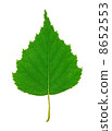 Birch Leaf 8652553