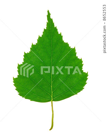 Birch Leaf Birch Leaf 8652553