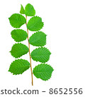 Branch with Leaves 8652556