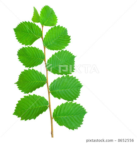 Branch with Leaves 8652556