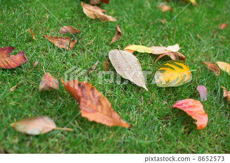 Colorful autumn leaves on the grass 8652573