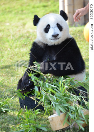 Smiley child panda Smiley child panda 8653070