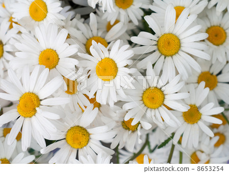 chamomiles chamomiles 8653254