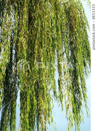 垂柳 8653333