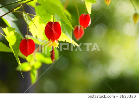 October Flower Buddhist / Family 32 8653380