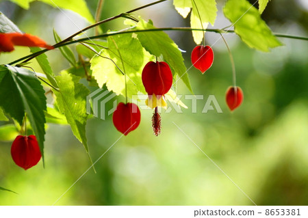 October Flower Duck Foundation / Aoi Family 31 October Flower Duck Foundation / Aoi Family 31 8653381