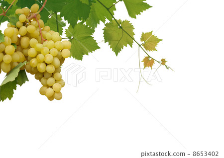 vine vine 8653402