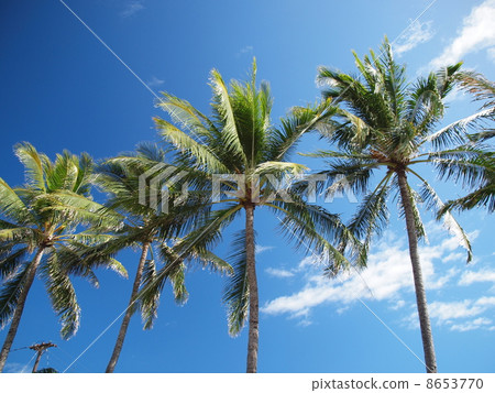 Palm tree Palm tree 8653770