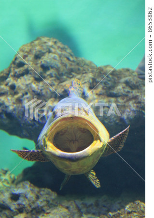 開賽海濱水族館 開賽海濱水族館 8653862