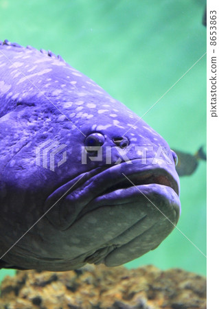 開賽海濱水族館 開賽海濱水族館 8653863