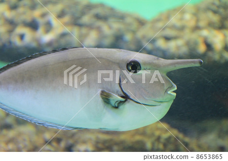 單角鼻魚 單角鼻魚 8653865