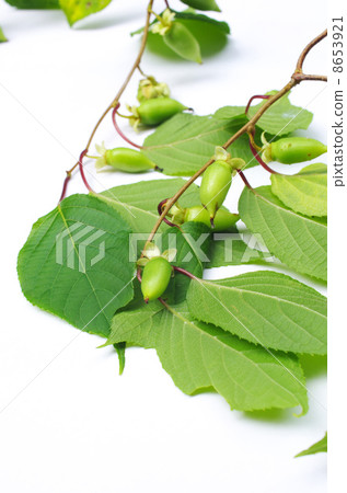 Fruits of Matatabi 8653921