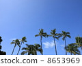 Palm tree 8653969