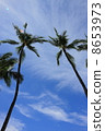 Palm tree 8653973