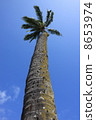 Palm tree 8653974