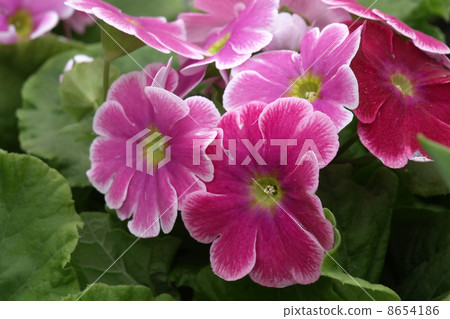 報春花·Obconica 8654186