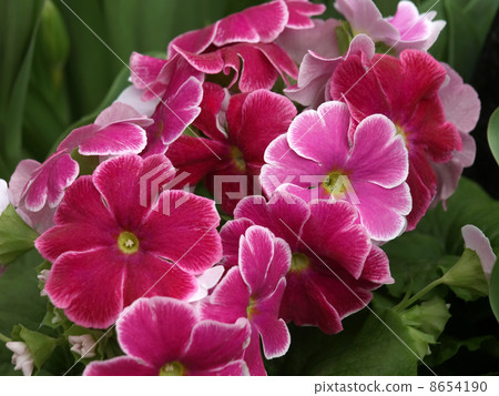 報春花·Obconica 8654190