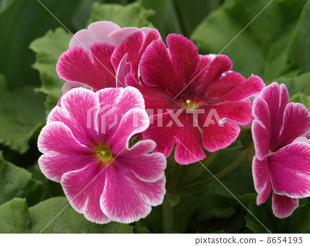 報春花·Obconica 8654193
