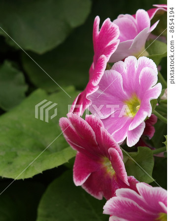 報春花·Obconica 8654194