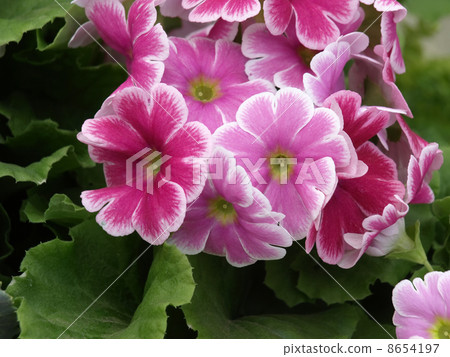 報春花·Obconica 8654197