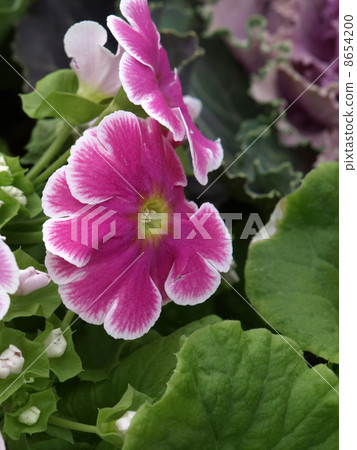 報春花·Obconica 8654200