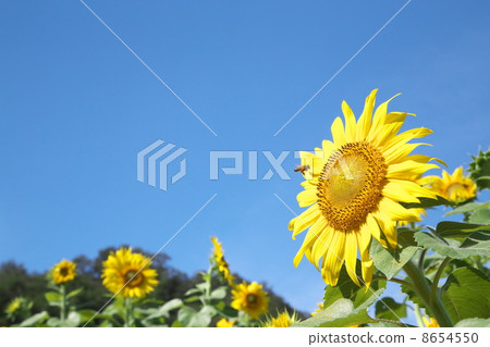 向日葵田 向日葵田 8654550