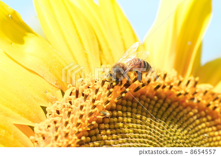 Sunflower field Sunflower field 8654557