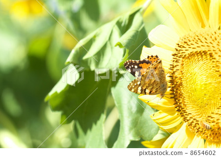 Sunflower field 8654602